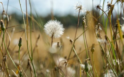 Campo Alto Roble: Tu Hogar Entre el Campo y el Lago